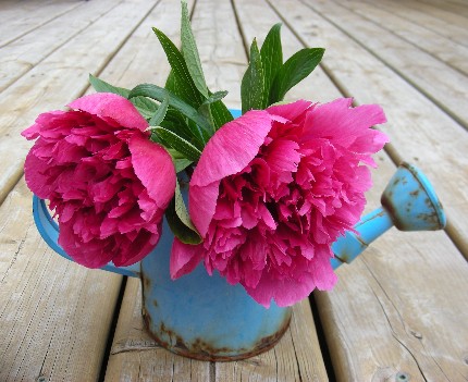 Two Peonies