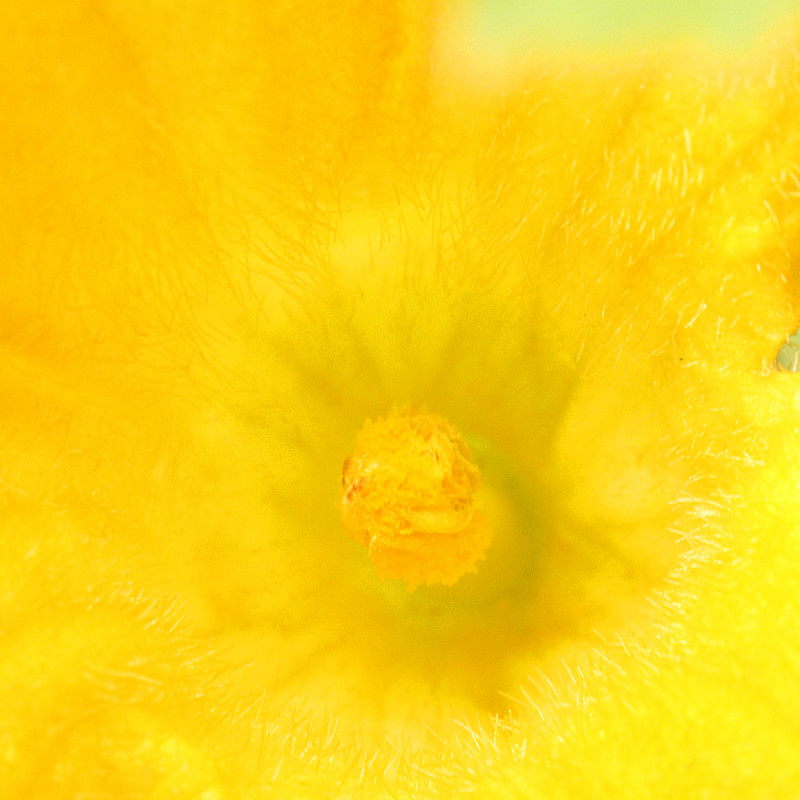 Zucchini Flower