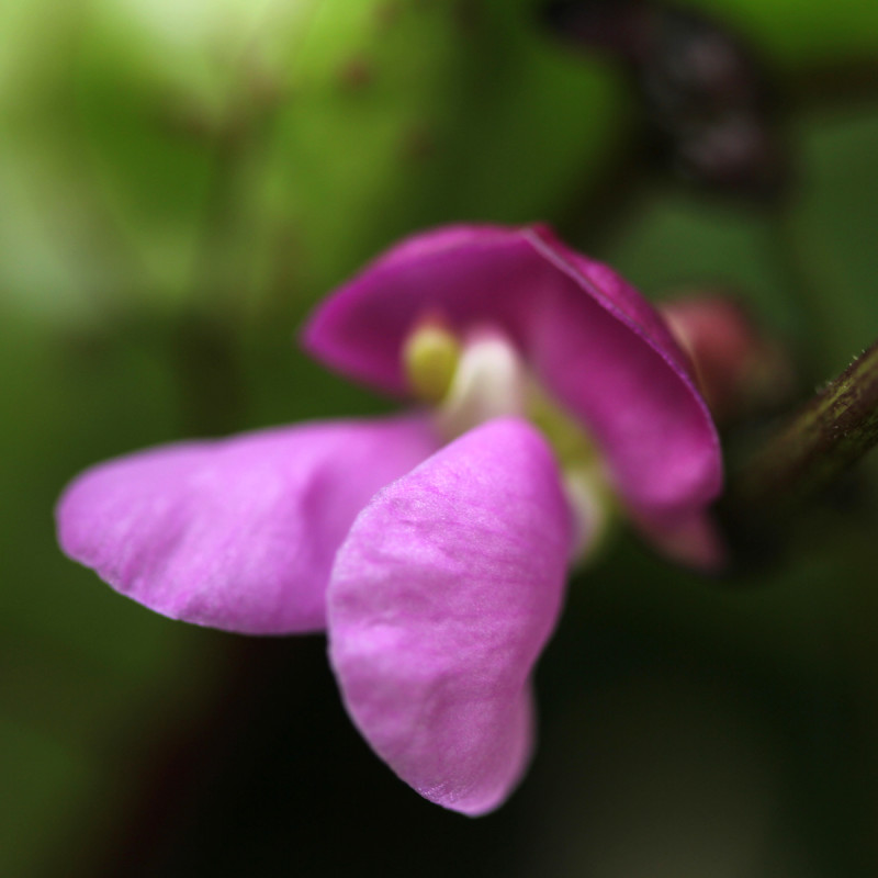 Bean Flower