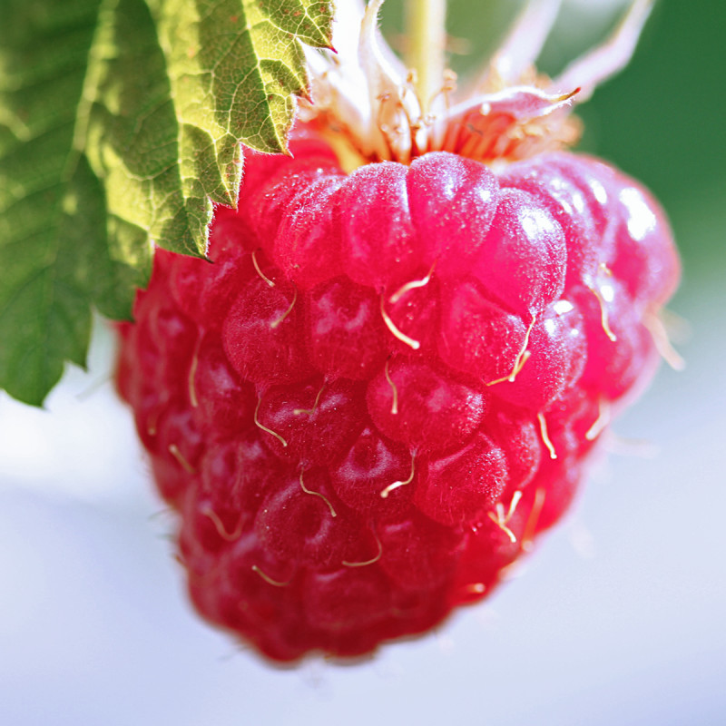 Raspberry