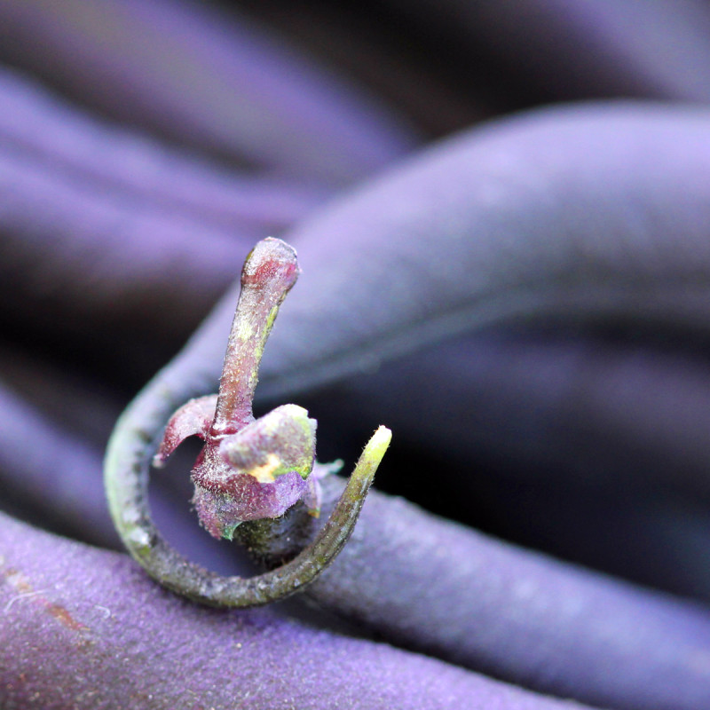 Purple Beans