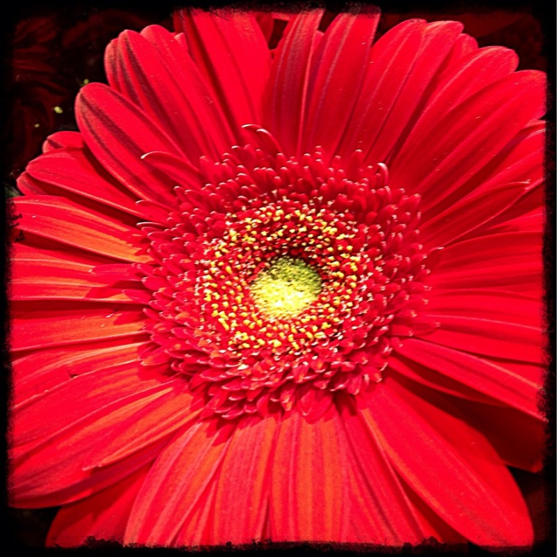 Red Gerbra Daisy