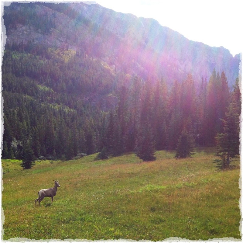 Rocky Mountain Sheep