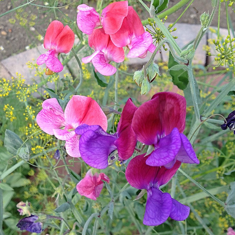 Sweet Peas