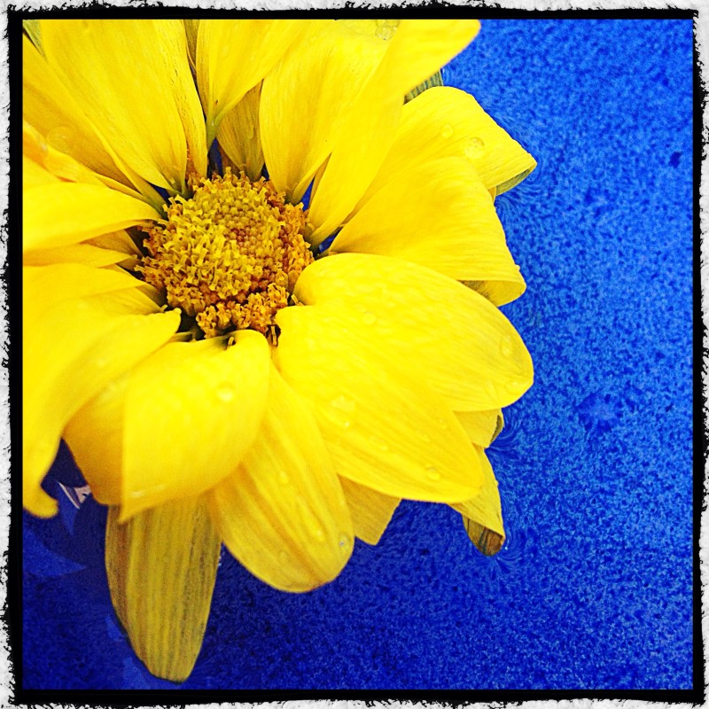 Yellow Flower