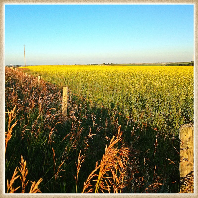 Canola Field