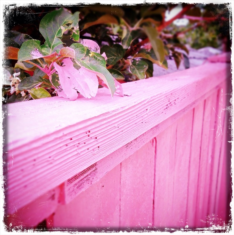 Pink Fence