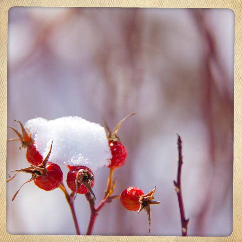 Rosehips In Snow