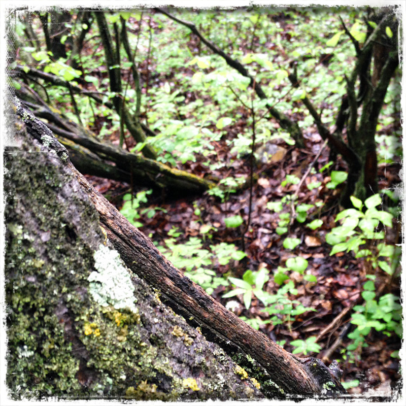 Nose Hill Lichen