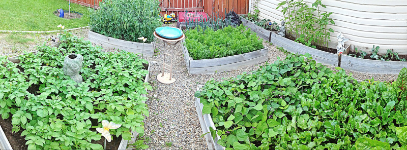 Raised Veggie Beds