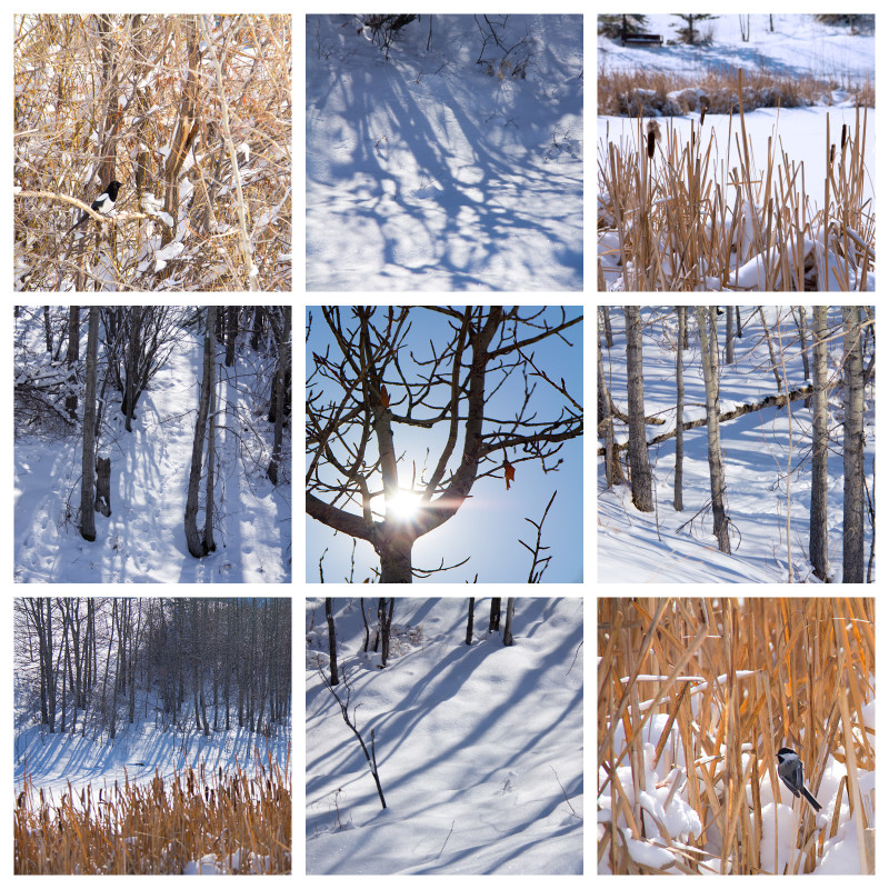 Winter At Nose Hill