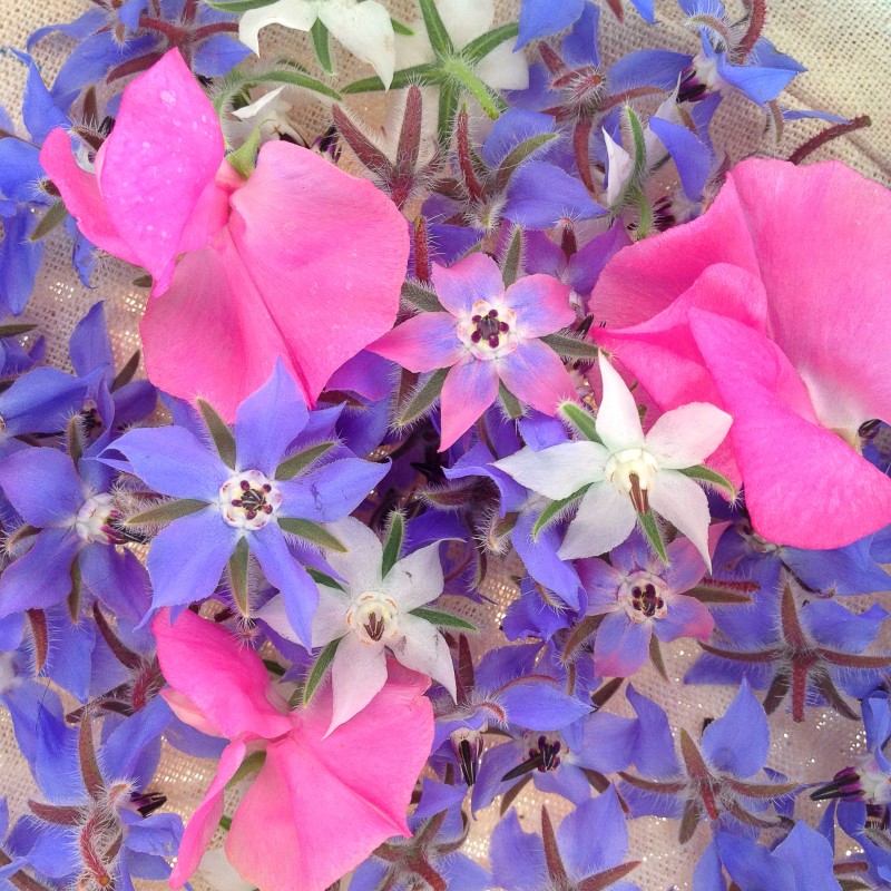 Basket of Borage