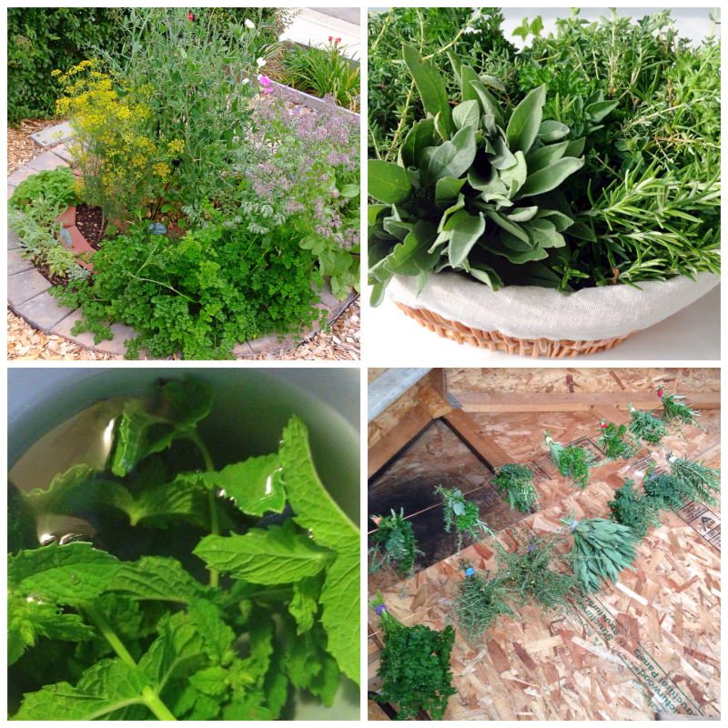 Herb Harvest 2014