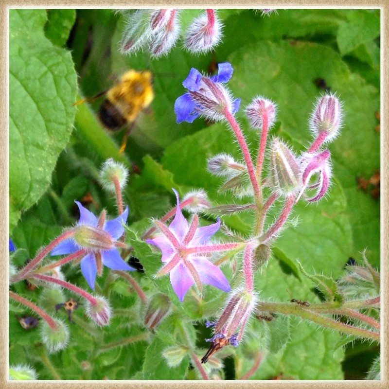 Borage And Bee