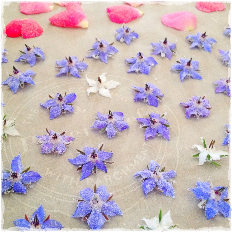 Sugared Borage and Rose