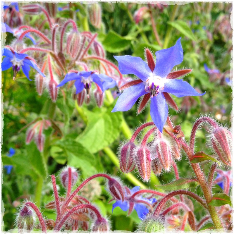 Borage