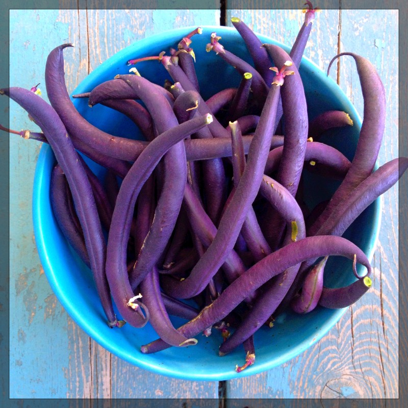 Purple Beans
