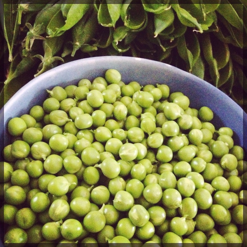 Garden Peas