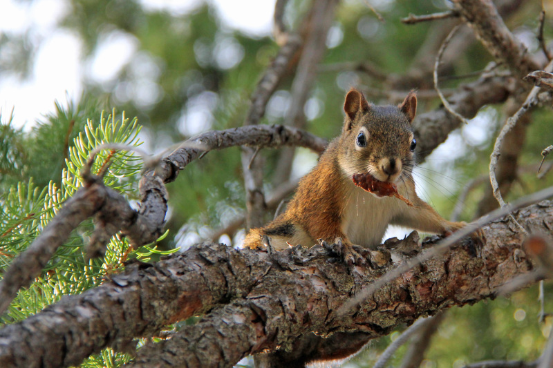 Quantum Fauna: Squirrel