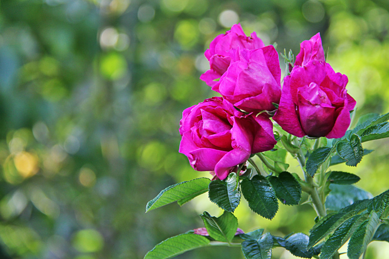 Quantum Flora: Roses