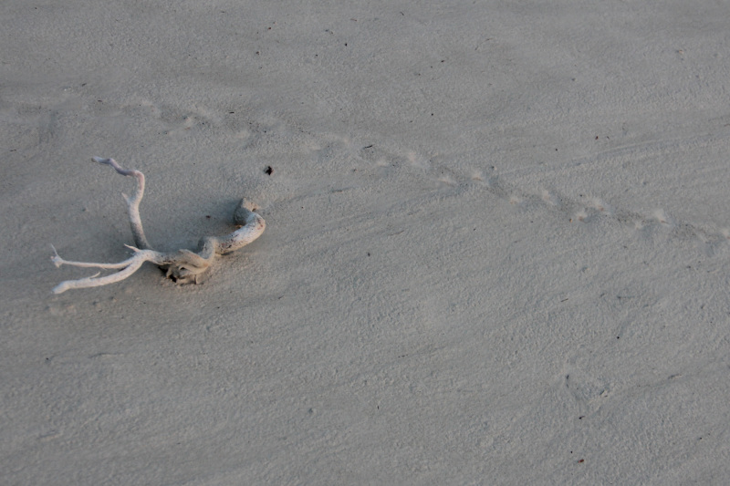 Mudflats at Quantum