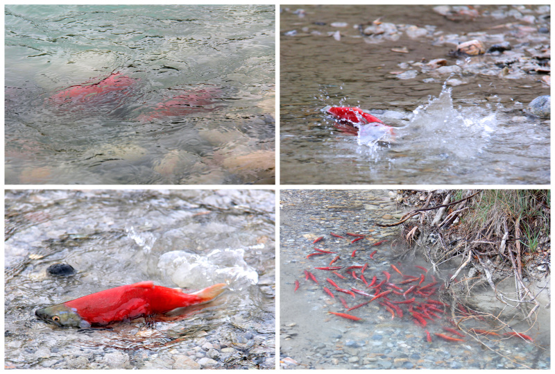 Salmon Spawning at Quantum