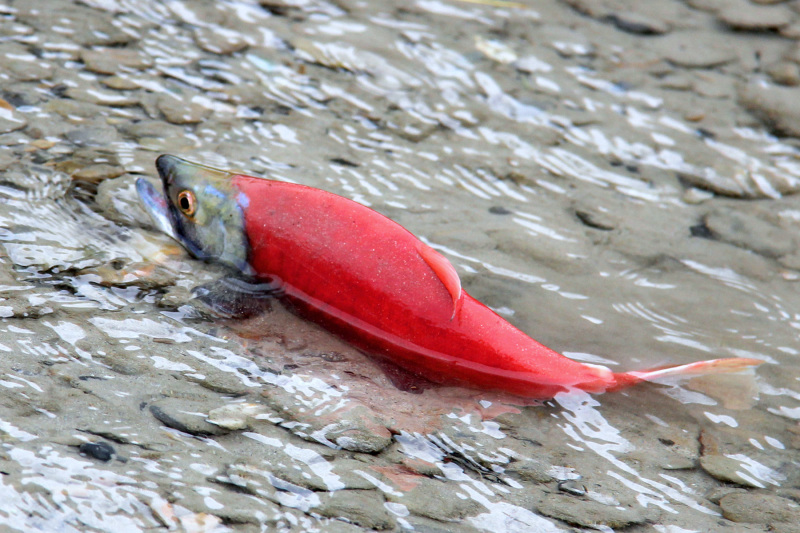 Kokanee Salmon