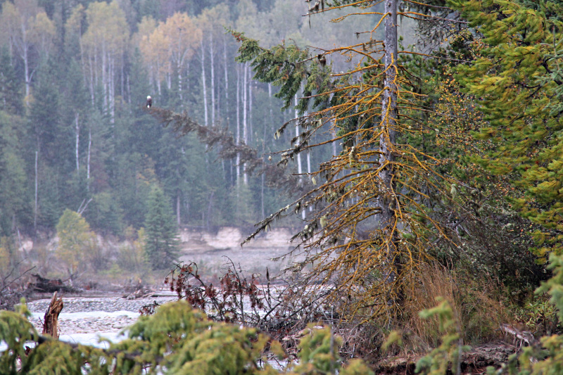 Bald Eagle at Quantum