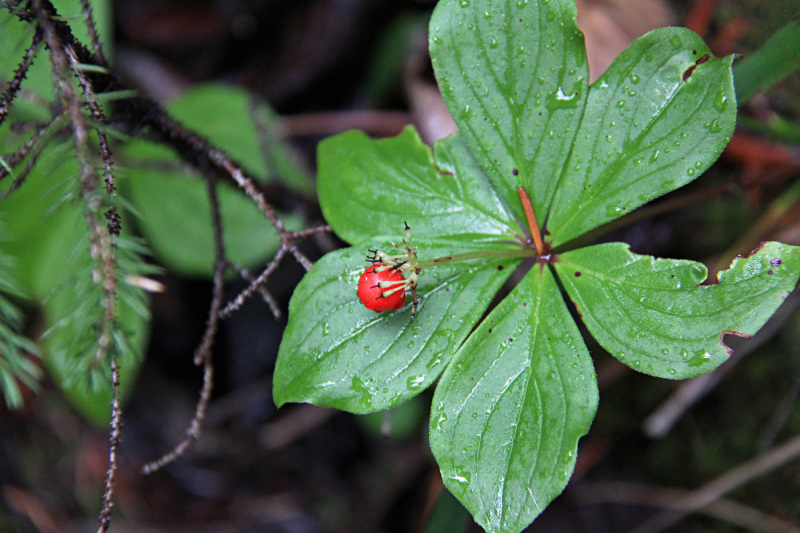 Bunchberry at Quantum