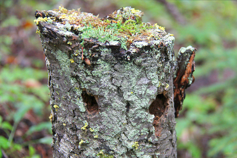 Nature Spirits at Quantum