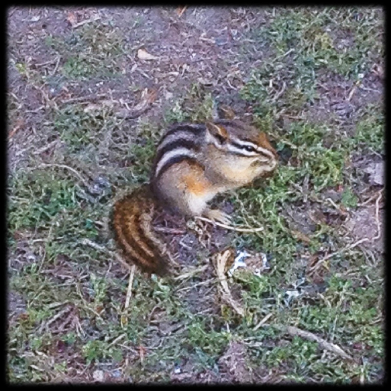 Chipmunk at Quantum II