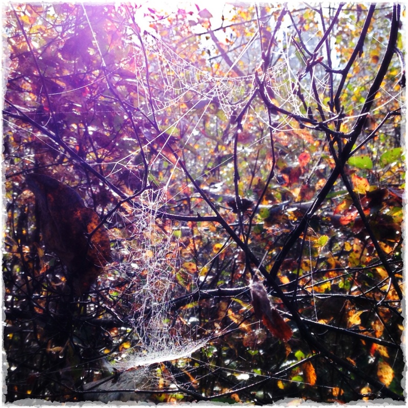 Spiderwebs Quantum II