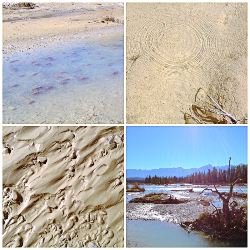 Salmon, Sand, and Stones at Quantum II