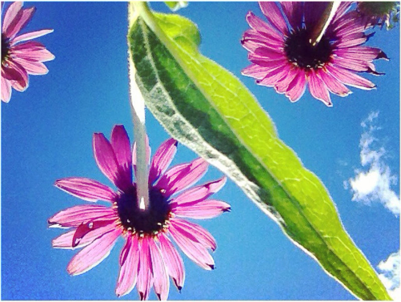 Looking Up at Echinacea