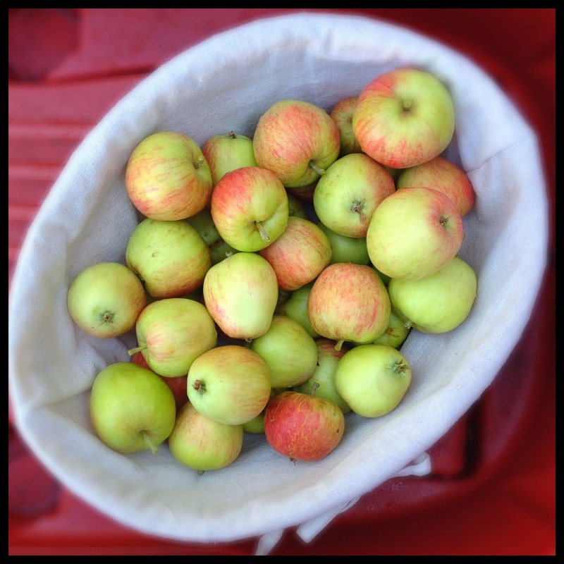 The 2015 Apple Harvest Begins