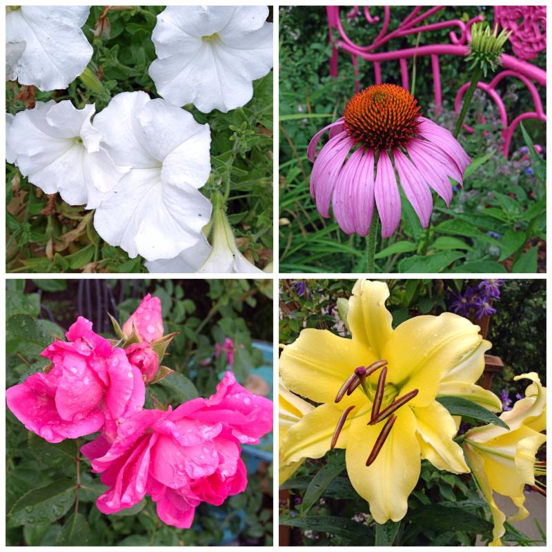 Garden Flowers 2015