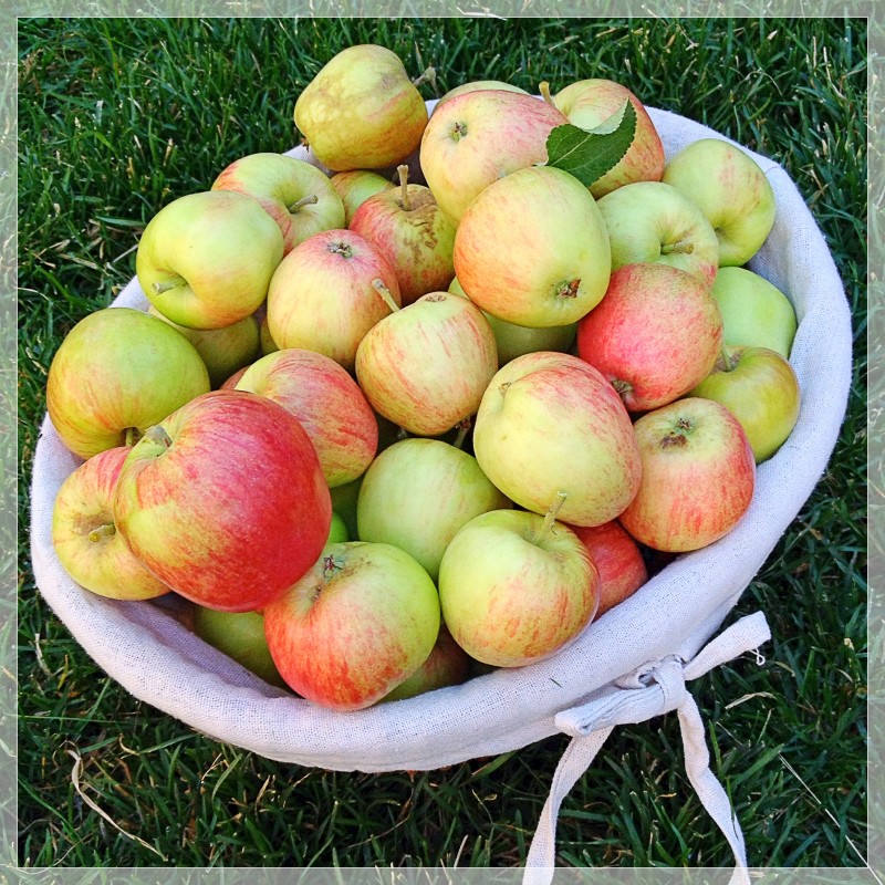 Early Apple Harvest