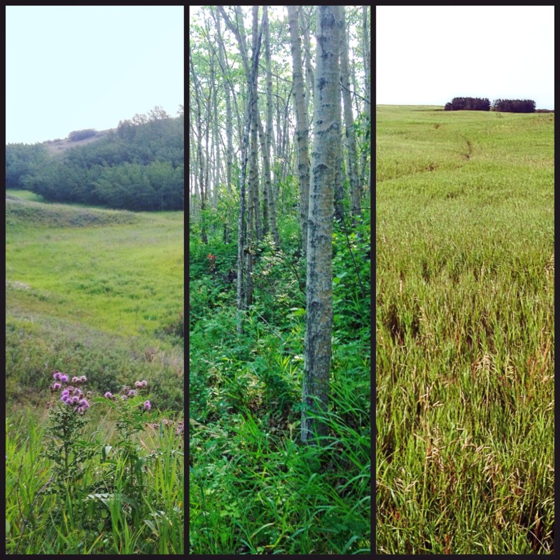 The Many Faces of Nose Hill Park