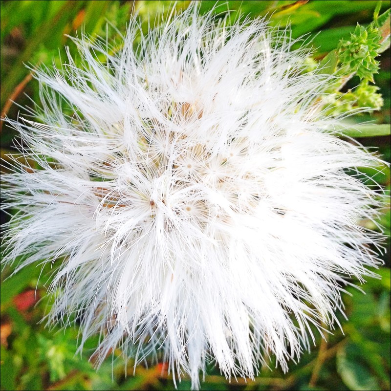 Seed Head 2015