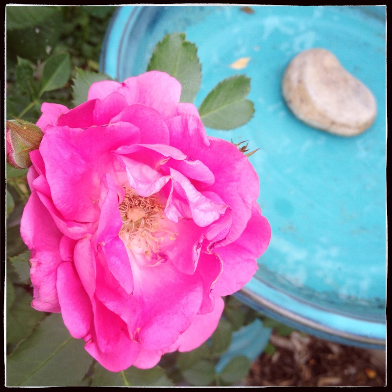 Pink Rose and Heart Rock 