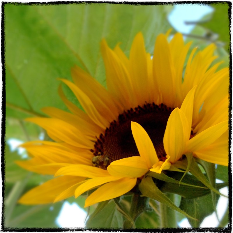 Yellow Sunflower 2015