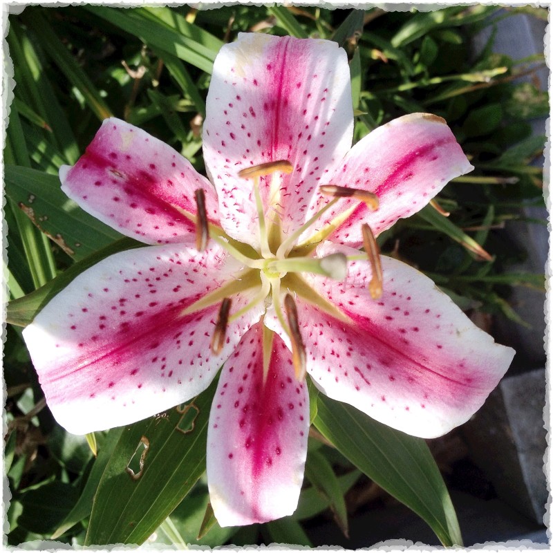 Pink Lily 2015
