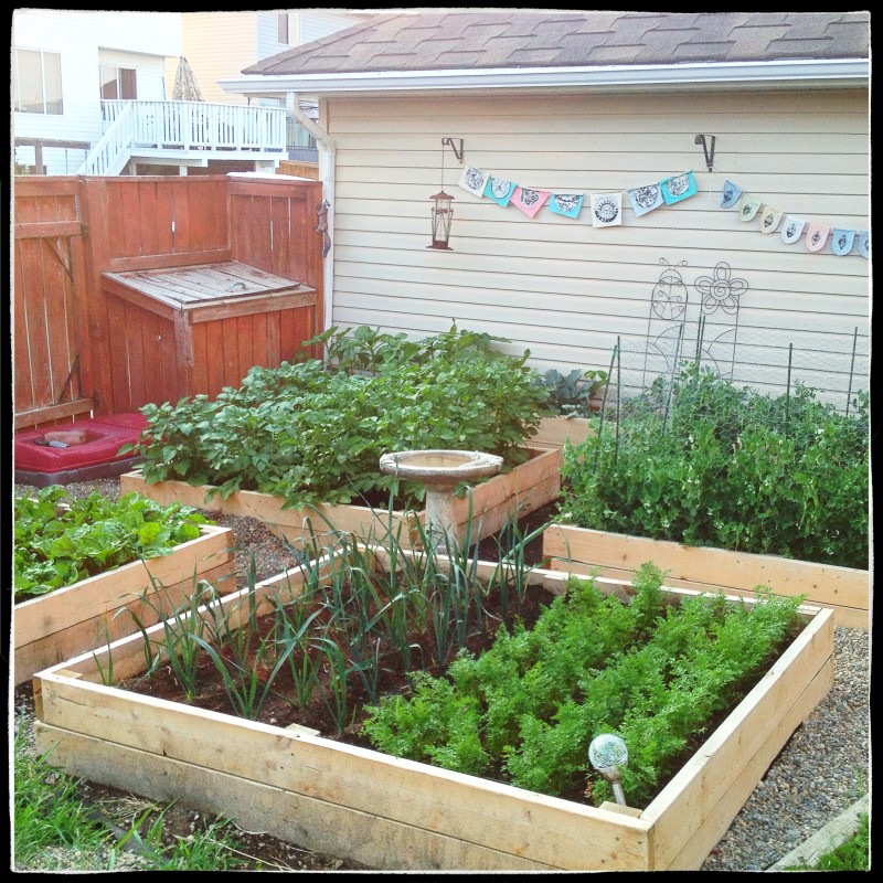 The Veggie Garden 2015