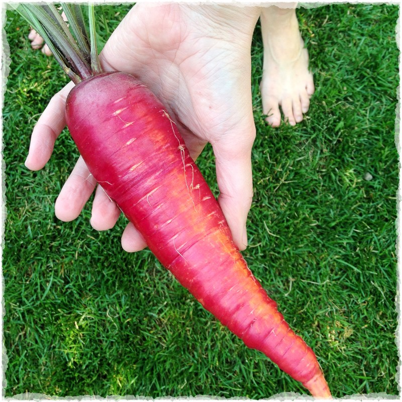 Giant Purple Carrot