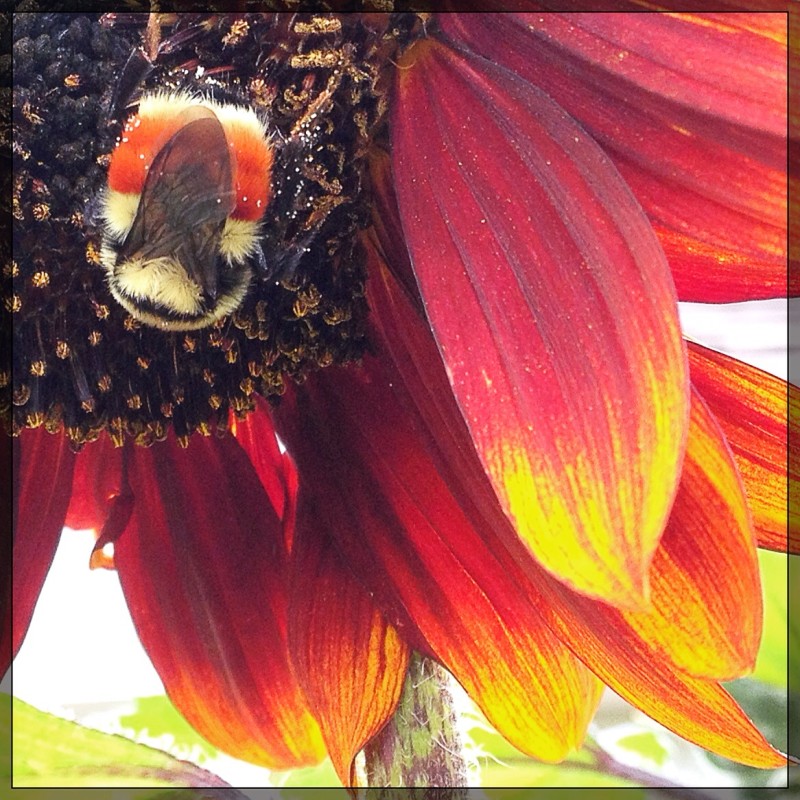 Camouflaged Bee on Sunflower