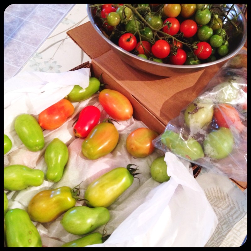 Ripening Tomatoes Indoors