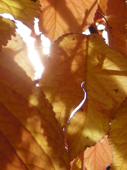 7.orange shadow