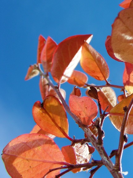 8.leaves and sky