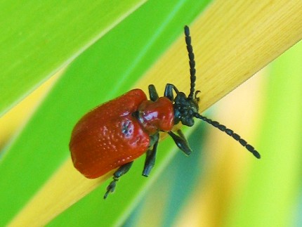 9.beetle