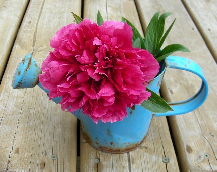 a peony 1